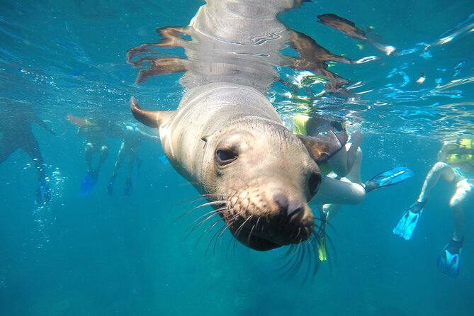 La Paz Whale Shark & Sea Lion Snorkeling + Balandra Tour - Key points to know before you go