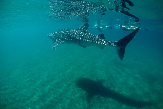 La Paz Whale Shark & Sea Lion Snorkeling + Balandra Tour - Starting at Marina de La Paz