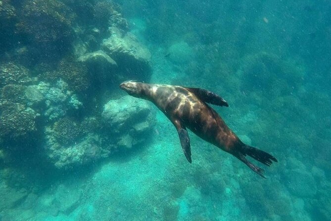 La Paz Whale Shark & Sea Lion Snorkeling + Balandra Tour - Balandra brings the day back to shore