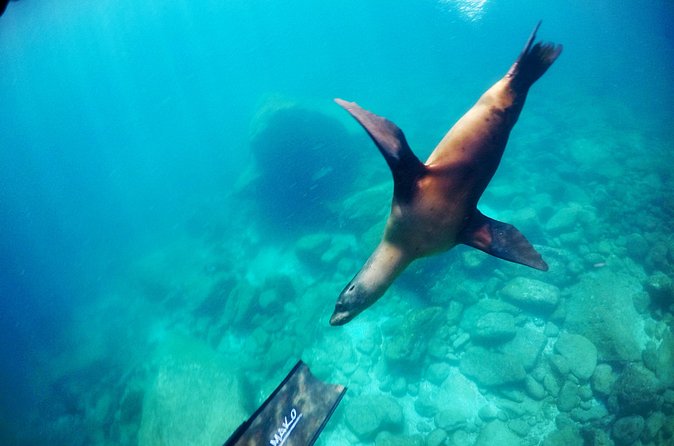 La Paz Whale Shark & Sea Lion Snorkeling + Balandra Tour - Food, equipment, and what the price covers