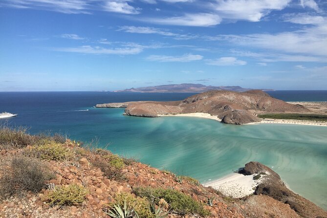 La Paz Whale Shark & Sea Lion Snorkeling + Balandra Tour - San Rafaelito and the sea lion encounter