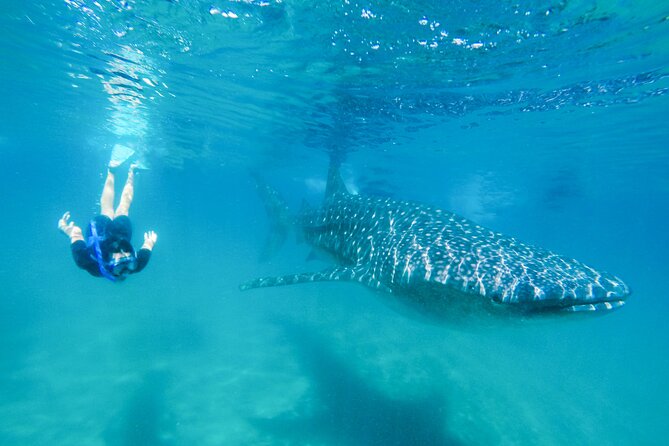 La Paz Whale Shark Snorkeling Tour and Lunch From Los Cabos - Key points to know before you book