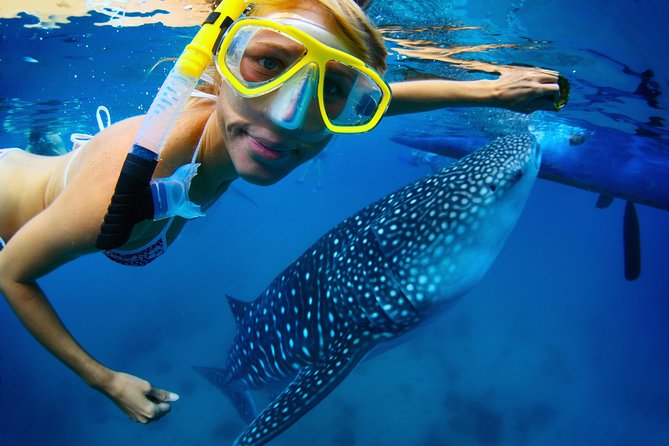 La Paz Whale Shark Snorkeling Tour and Lunch From Los Cabos - Why La Paz makes this more than a boat trip