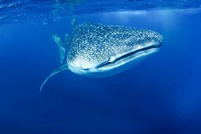 La Paz Whale Shark Snorkeling Tour and Lunch From Los Cabos - Wetsuits, snorkeling gear, and changing time