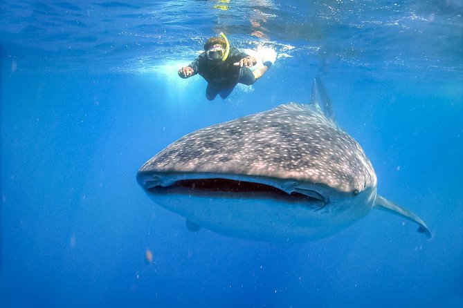La Paz Whale Shark Snorkeling Tour and Lunch From Los Cabos - Lunch on the La Paz Malecón