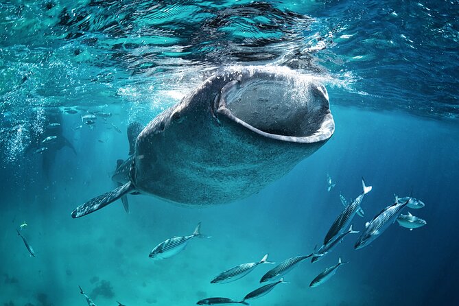 La Paz Whale Shark Snorkeling Tour and Lunch From Los Cabos - Is the $259 price fair?