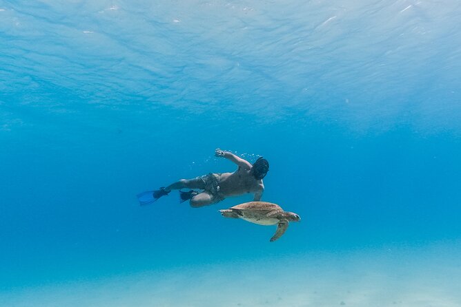 La Paz World Class Snorkeling in Balandras Hidden Beaches - Sea lions: the promise needs careful reading