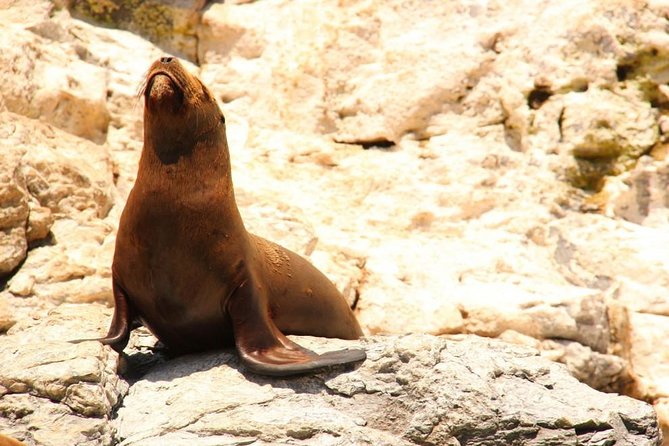 Land's End Sightseeing Boat Tour in Los Cabos - Pelican Rock and the sea lion colony