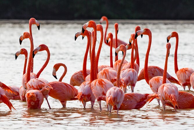 Las Coloradas Pink Lake & Rio Lagartos Guided Tour - English guiding needs a little attention