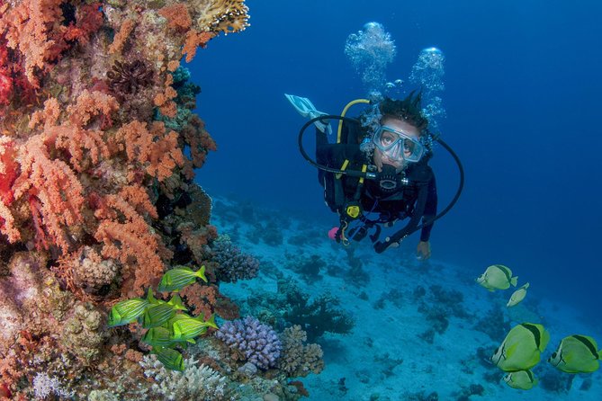Learn to Scuba Dive in Cabo San Lucas with PADI - A gentle start for first-time scuba students