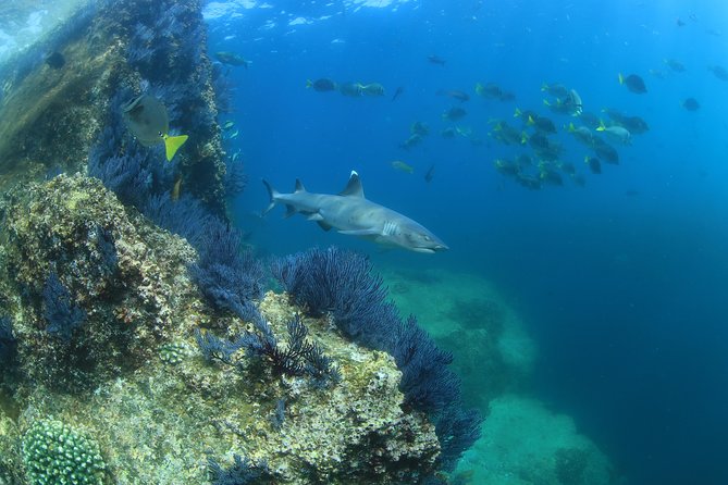 Learn to Scuba Dive in Cabo San Lucas with PADI - Safety and health rules you should take seriously