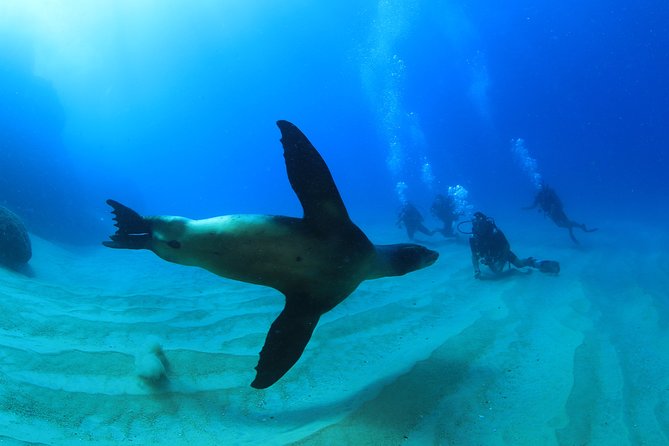 Learn to Scuba Dive in Cabo San Lucas with PADI - Smart ways to prepare for the morning