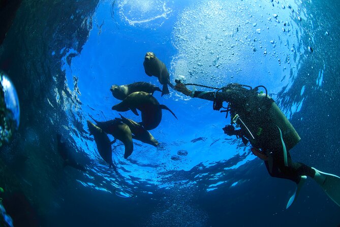 Los Cabos Beginner Scuba Dive Experience - Exploring the Sea of Cortez underwater