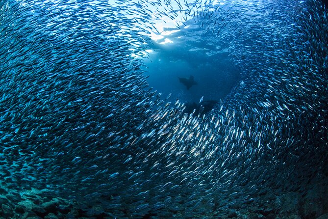 Los Cabos Beginner Scuba Dive Experience - Safety and comfort for beginners