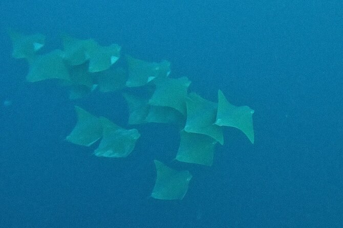 Los Cabos Beginner Scuba Dive Experience - Who should book this Cabo experience