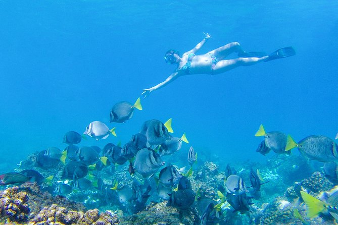Los Cabos Power snorkel Adventure, Kayaking and Stand-Up Paddle - Quesadillas are a useful snack, not a full meal
