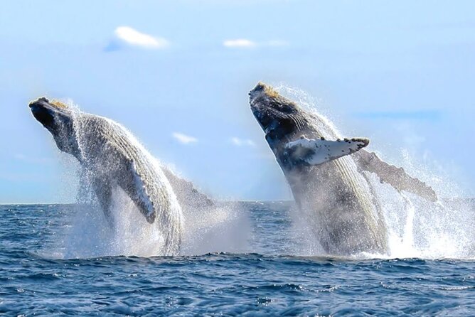 Los Cabos Private Yacht Whale Watching & Drinks - Up to 18 Guests - What the crew adds to the day