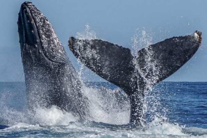 Los Cabos Private Yacht Whale Watching & Drinks - Up to 18 Guests - Drinks, food, and what the $899 includes