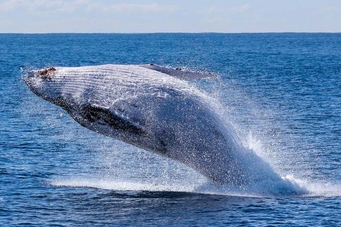 Los Cabos Private Yacht Whale Watching & Drinks - Up to 18 Guests - Marina meeting point and timing tips
