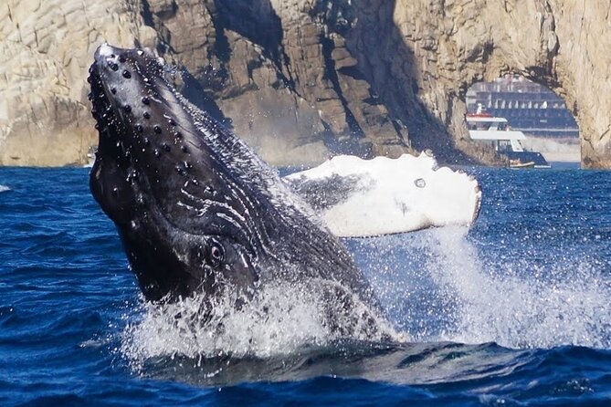 Los Cabos Private Yacht Whale Watching & Drinks - Up to 18 Guests - Boat comfort, space, and condition