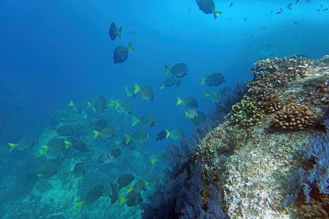 Los Cabos Snorkeling Tour by Speed Boat with Photos Included - Why the Sea of Cortez makes this trip worthwhile