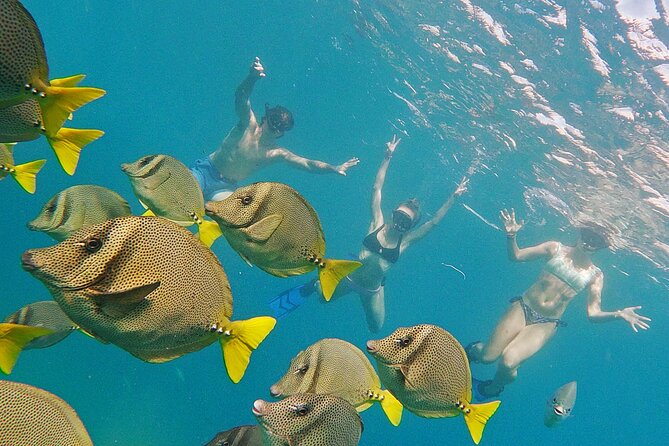 Los Cabos Snorkeling Tour by Speed Boat with Photos Included - Support for first-time snorkelers
