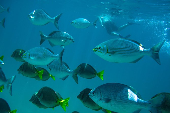 Los Cabos Snorkeling Tour to Chileno Bay and Santa Maria Cove - Chileno Bay: easy entry and reef viewing