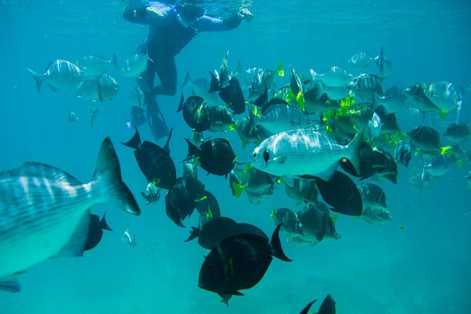 Los Cabos Snorkeling Tour to Chileno Bay and Santa Maria Cove - The guides are a major part of the value