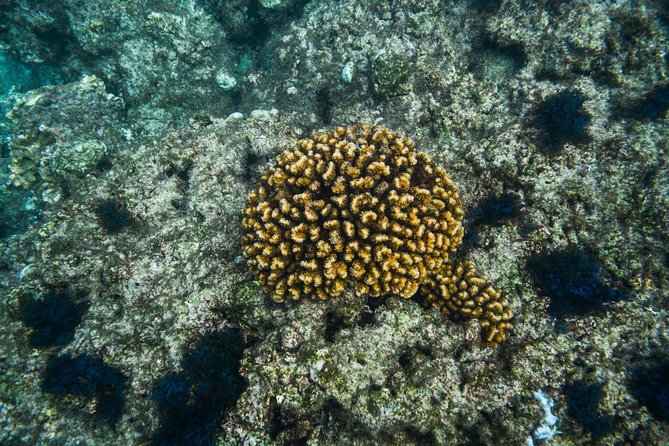 Los Cabos Snorkeling Tour to Chileno Bay and Santa Maria Cove - Equipment, shade, and small comforts