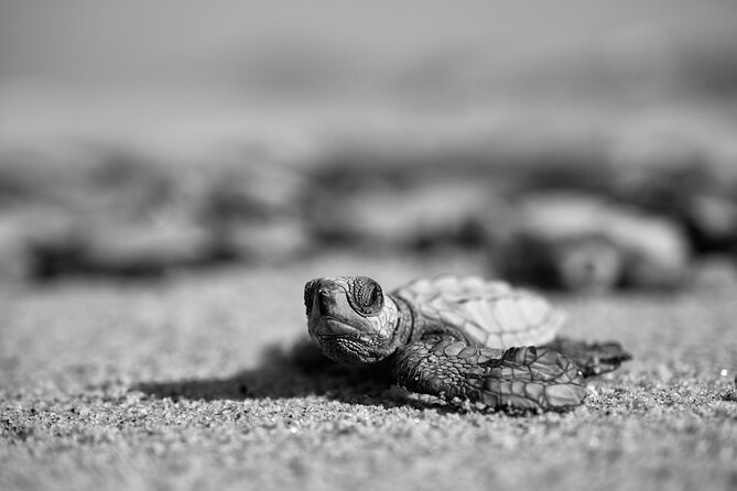 Los Cabos turtle release conservation program - What the $85 price really covers