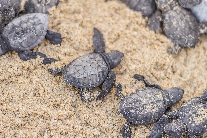 Los Cabos turtle release conservation program - Hotel pickup and the Cabo timing puzzle