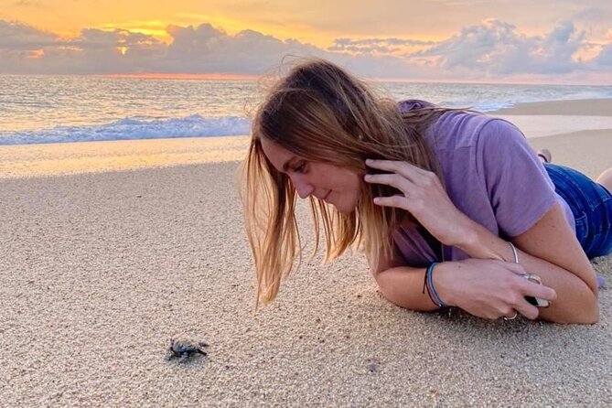 Los Cabos turtle release conservation program - The biggest risk: no hatchlings, no release