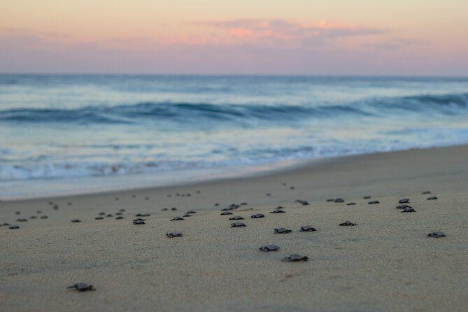 Los Cabos turtle release conservation program - Who will enjoy this most