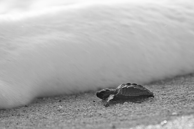 Los Cabos turtle release conservation program - Playa Migrino and the careful wait for sunset