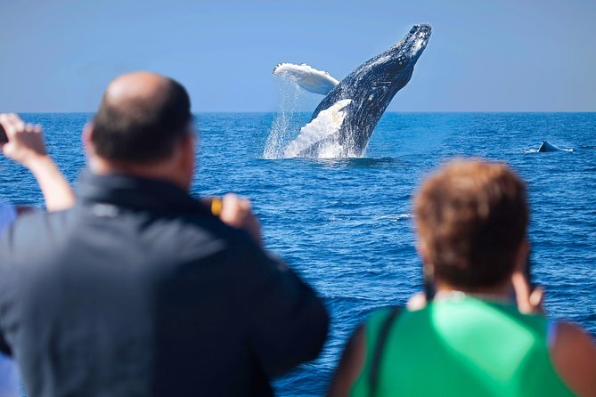 Los Cabos Whale Watching Cruise Including Breakfast - Boarding at the Cabo San Lucas Marina