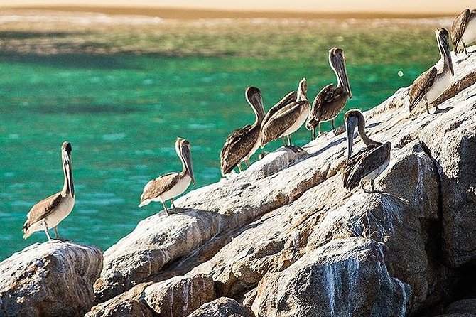 Los Cabos Whale Watching Cruise Including Breakfast - Drinks, crew energy, and the social mood