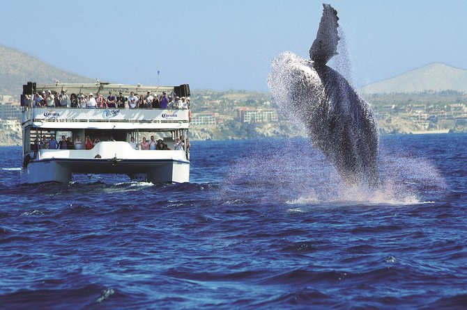 Los Cabos Whale Watching Cruise Including Breakfast - Cabo’s Arch and Lovers Beach by boat