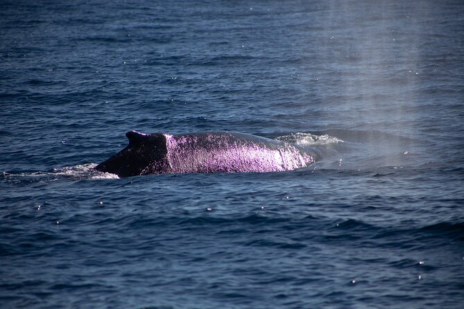 Los Cabos Whale Watching Cruise Including Breakfast - Is $99 a good value?
