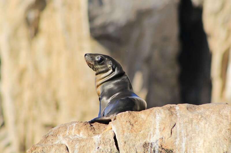 Los Cabos: Whale Watching (Transport and Pictures Included) - Key details before you book