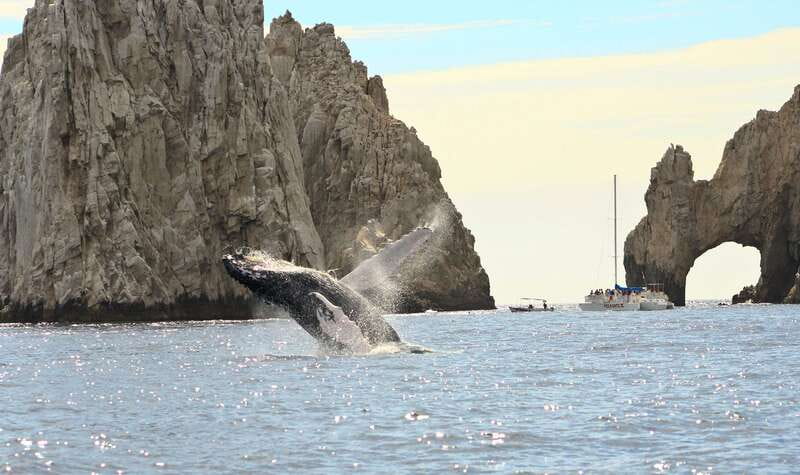 Los Cabos: Whale Watching (Transport and Pictures Included) - Cancellation and booking flexibility