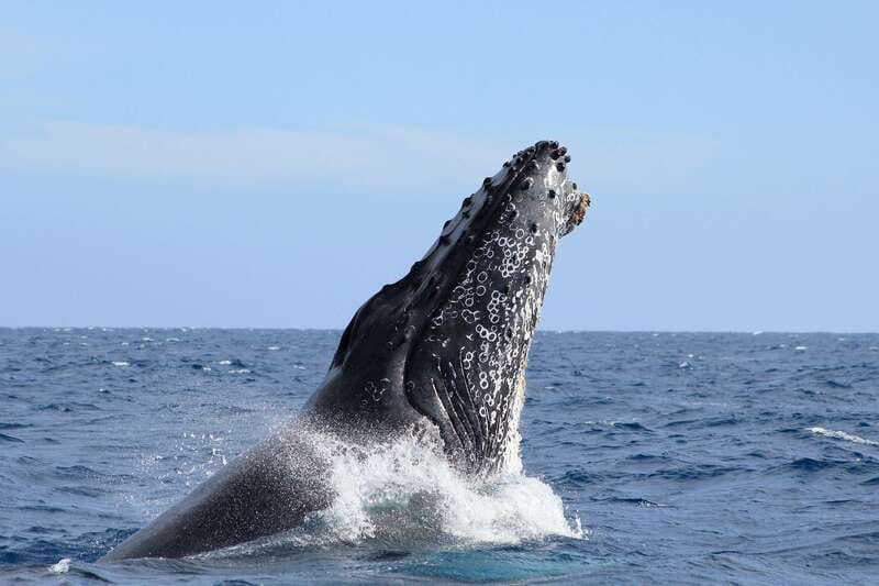 Los Cabos: Whale Watching (Transport and Pictures Included) - Getting from your hotel to Cabo’s marina