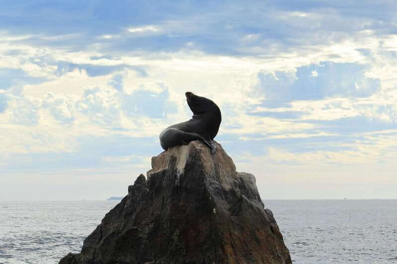 Los Cabos: Whale Watching (Transport and Pictures Included) - What $94 really gets you
