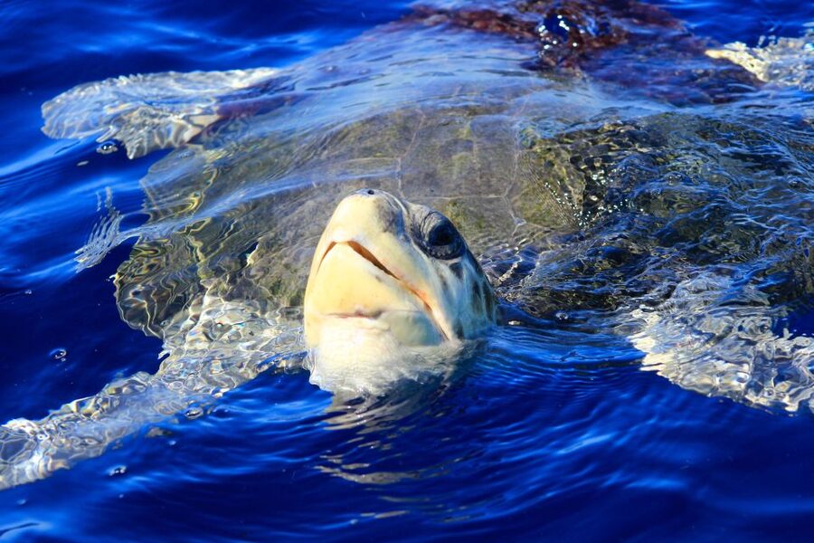 Los Cabos: Whale Watching (Transport and Pictures Included) - Who will enjoy this boat trip most