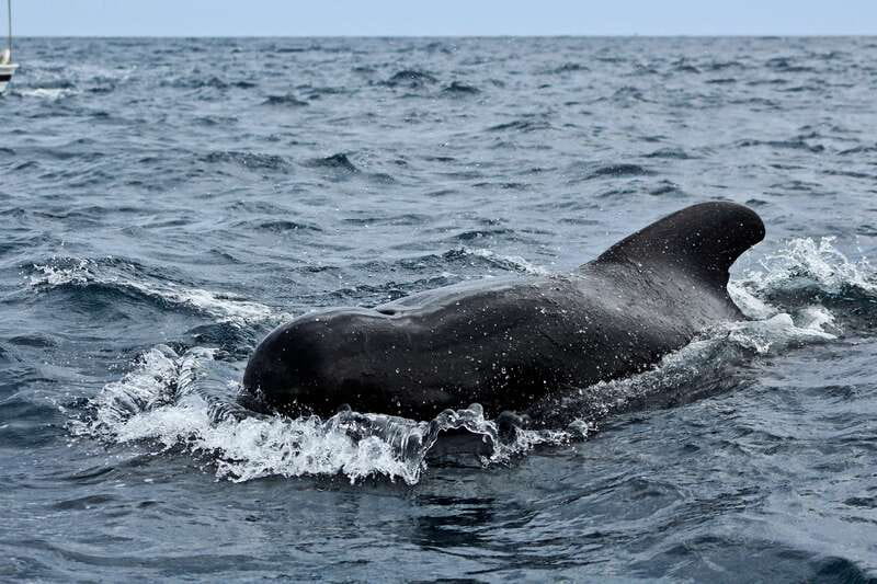 Los Cabos: Whale Watching (Transport and Pictures Included) - Timing, weather, and what to wear