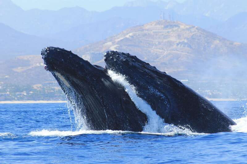 Los Cabos: Whale Watching (Transport and Pictures Included) - A short safety briefing before the water