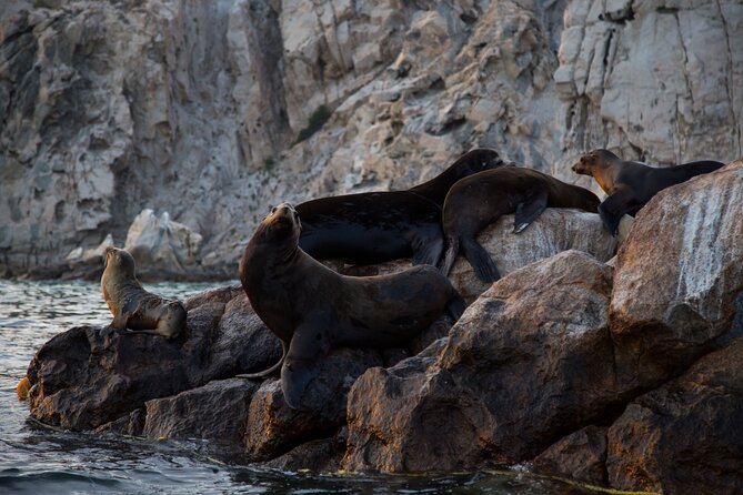 Los Cabos Whale Watching (Transportation and Pictures Included) - Timing your Cabo whale watch