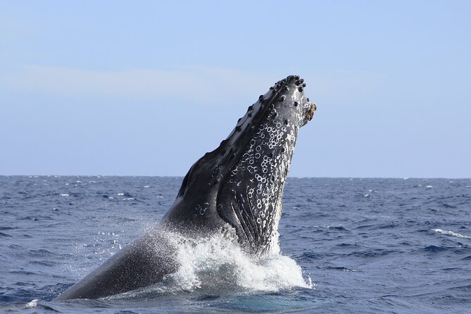 Los Cabos Whale Watching (Transportation and Pictures Included) - Is $90 a fair price?