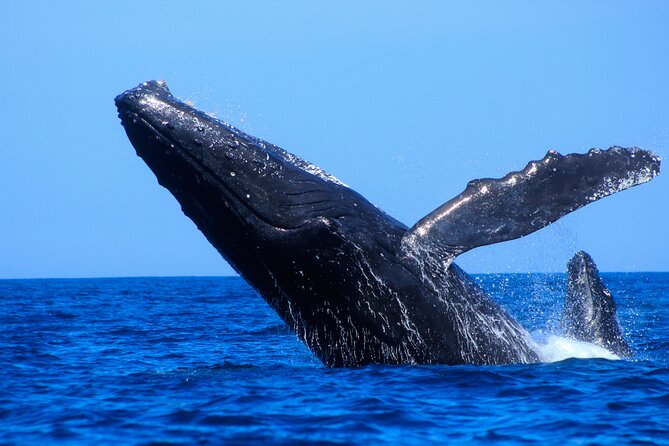 Los Cabos Whale Watching (Transportation and Pictures Included) - Who will enjoy this outing most