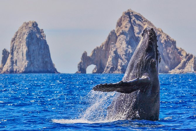 Luxury Catamaran Whale Watching Cabo San Lucas - What makes this Cabo whale tour worth considering