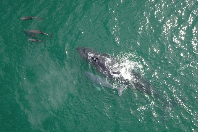 Luxury Catamaran Whale Watching Cabo San Lucas - Two hours searching the Sea of Cortez